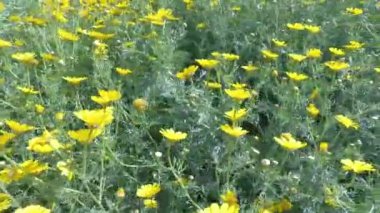 Kırsaldaki çiçeklerin yakın çekim görüntüleri 