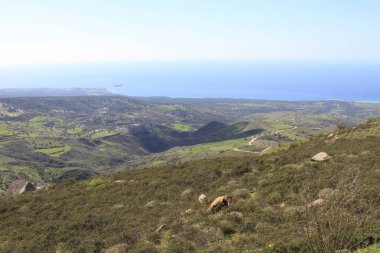 Paphos, Kıbrıs Rum Kesimi 'nden Akamas Yarımadası, deniz kıyılarının havadan görünüşü, vahşi plaj, sarı manzara, mavi lagün, popüler turizm merkezi.