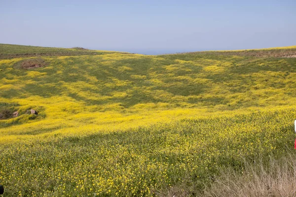 Paphos, Kıbrıs Rum Kesimi 'nden Akamas Yarımadası, deniz kıyılarının havadan görünüşü, vahşi plaj, sarı manzara, mavi lagün, popüler turizm merkezi.