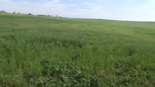 Iarbă Verde Câmp Vară Sub Cerul Albastru Tulbure — Videoclip de stoc