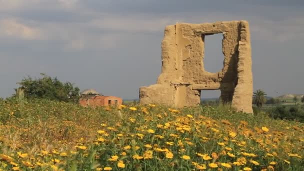 Ruins Flowers Agios Sozomenos Abandoned Greece Village — Stock Video