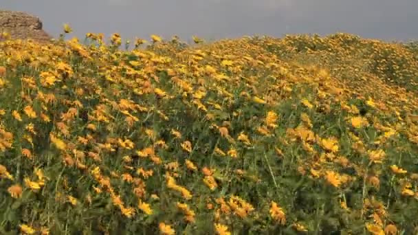 Κλείσιμο Κίτρινο Λουλούδια Καλοκαίρι Κατατεθεί — Αρχείο Βίντεο