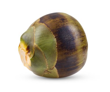 Beyaz arkaplanda Asya Palmiyesi