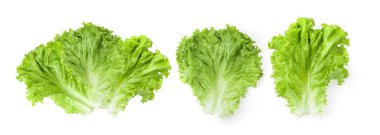 Marul yaprakları beyaz arkaplanda yalıtılmış