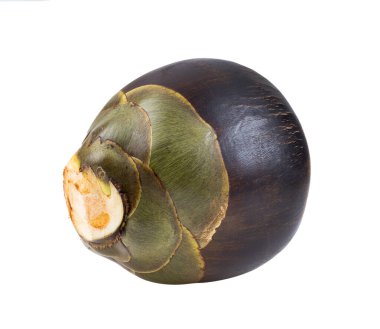 Beyaz arkaplanda Asya Palmiyesi