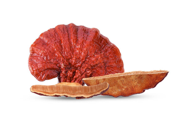 Lingzhi Гриб Ганодерма Lucidum изолированы на белом фоне