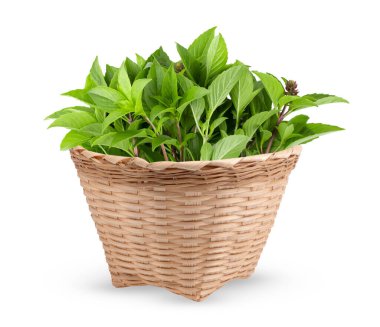 Beyaz arka planda izole edilmiş sepetteki tatlı fesleğen