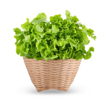 Beyaz arkaplanda izole edilmiş sepetteki marul