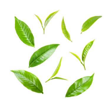 Çay yaprağı şeffaf png üzerinde izole