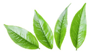 Beyaz arkaplanda izole çay yaprakları