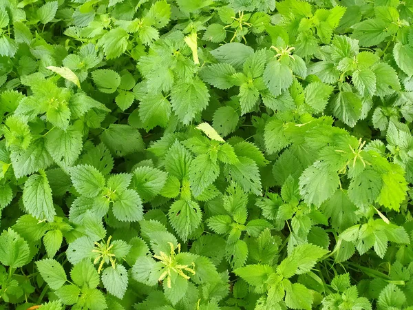 Stock image Thickets of nettles in nature. Wild nettle cover. Photo.