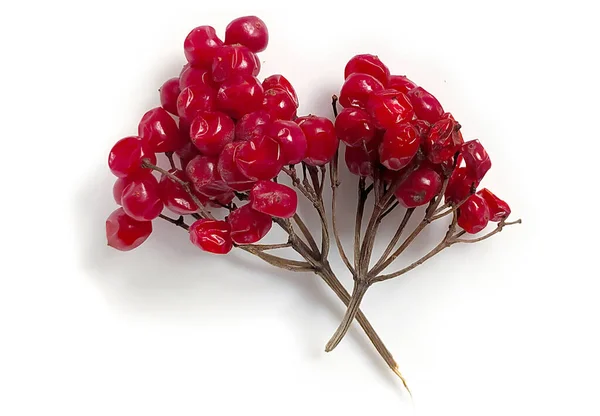 Roter Viburnum Beerenzweig Isoliert Auf Weißem Hintergrund Pflanze Für Trockene — Stockfoto