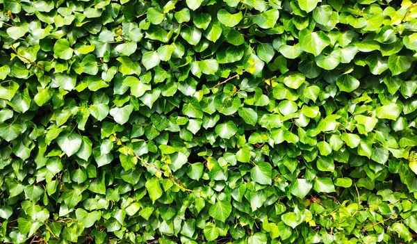 Tło Faktura Zielonych Liści Naturalnej Ściany — Zdjęcie stockowe