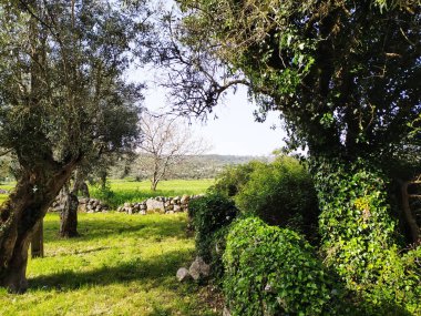 Büyük ağaçlar zeytin, doğa. Ağaçlı güzel bir manzara. Fotoğraf..