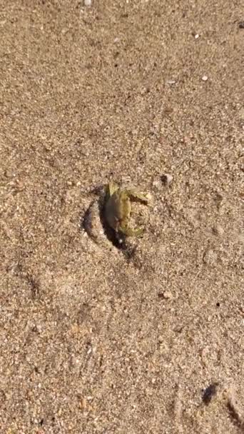 Small Crab Sandy Shore Macro Nature Video — Stock Video