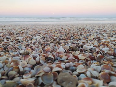 Deniz kıyısındaki deniz kabuğu kumsalı.