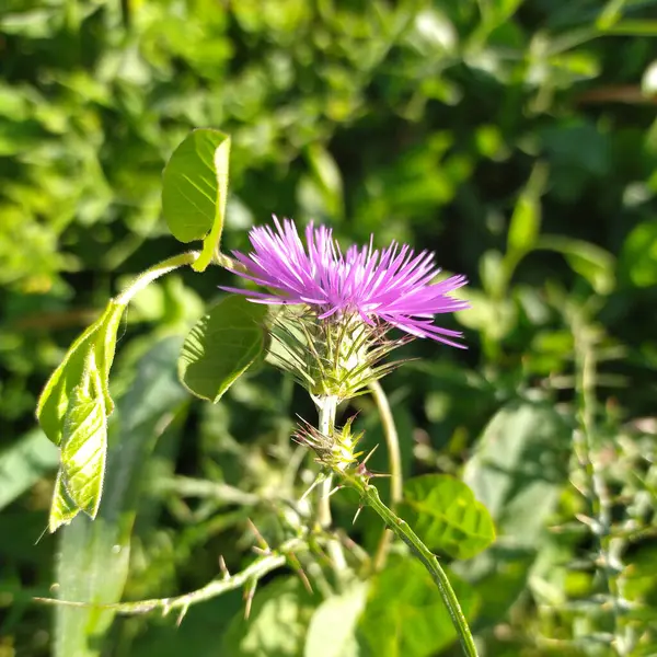 stock image A vibrant purple flower stands out in the midst of a green field, surrounded by grass and under a clear blue sky on a sunny day.