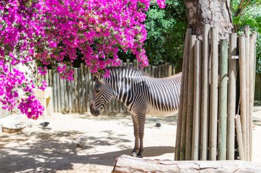 Hayvanat bahçesindeki ahşap bir sığınağın altında üç zebra duruyor. Sığınak ahşaptan yapılmıştır ve fayanslı bir çatısı vardır. Zebralar toprak bir yolda duruyor. Toprak gölgelerle kaplı..