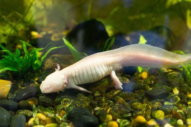 Bir albino axolotl akvaryum tankında yüzer. Axolotl beyaz, pembe renkli ve tüylü solungaçları var. Yeşil bitkilerle çakıl ve kayalardan oluşan bir yatağın üzerinde yüzer..