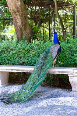 Kuyruk tüyleri tam ekran yayılmış bir erkek tavus kuşu canlı mavi, yeşil ve altın renkleri sergiliyor. Kuş, arka planda yemyeşil yaprakların görülebildiği bir bahçe ortamında, bir kaldırım taşı patikasında duruyor. Tavus kuşu maymunu.