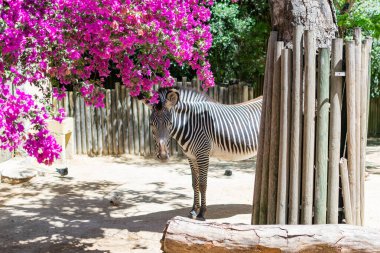 Hayvanat bahçesindeki ahşap bir sığınağın altında üç zebra duruyor. Sığınak ahşaptan yapılmıştır ve fayanslı bir çatısı vardır. Zebralar toprak bir yolda duruyor. Toprak gölgelerle kaplı..