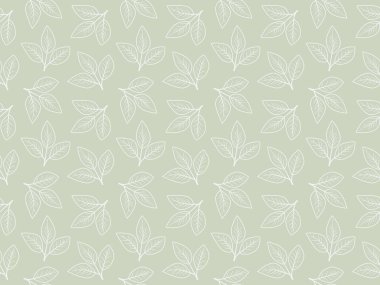 Zarif adaçayı yeşili arka planda kusursuz beyaz yapraklar var. Tekstil baskıları, duvar kağıtları, kırtasiye malzemeleri ve web sitesi tasarımı için mükemmel..