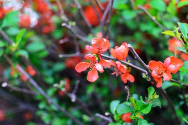 Çalı üzerinde canlı turuncu ayva çiçekleri sersemletici yakın çekim.