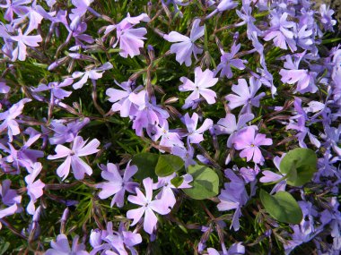 Canlı lavanta desenli çiçeklerin tam çiçek açtığı yakın plan. Bahçe ilhamı için mükemmel