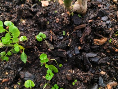 Zengin kara topraktan filizlenen canlı yeşil filizlerin yakın görüntüsü yeni hayatın ve büyümenin güzelliğini gözler önüne seriyor..