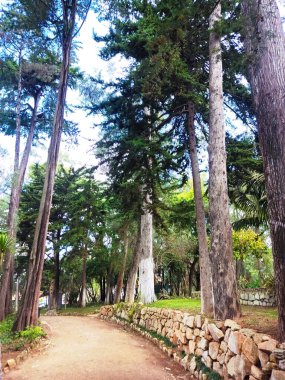 Yüksek ağaçlar ve taş bir duvarla kaplı manzaralı bir park yolu. Rahatlatıcı bir yürüyüş için mükemmel..
