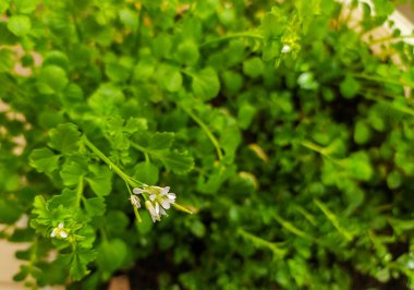 Narin beyaz çiçekleri olan canlı yeşil yaprakların yakın çekimi. Doğa, büyüme, tazelik ve sağlıklı beslenme temaları için mükemmel. Bloglar, web siteleri veya mutfak yayınları için ideal.