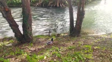 Çimenli kıyıda dinlenen yaban ördekleri ile sakin nehir kenarı sahnesi. Sakin su etrafındaki ağaçları ve yemyeşil suları yansıtır. Doğa, vahşi yaşam ya da barışçıl çevre temaları için mükemmel.