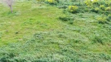 Sallanan otlarla kaplı, hafif eğimli bir yamaçtan oluşan sakin bir manzara ve yabani çiçek demetleri..