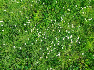 Yemyeşil çimenlerin arasına dağılmış narin beyaz papatyaların yukarıdan görünüşü. Canlı bir bahar sahnesi. Doğa, büyüme ve yenilenme temaları için mükemmel..