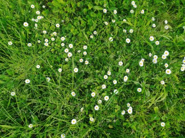 Canlı yeşil çimenlerin arasına yayılmış sayısız küçük beyaz papatya resmi. Bahar tazeliğinin, yenilenmenin ve doğal güzelliğin mükemmel bir temsili..