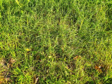 Canlı yeşil çimen dokusu, arka planlar, web sitesi tasarımları ya da doğal temalı projeler için mükemmel. Güneş ışığı yemyeşil bıçakları aydınlatır, doğal ve ferahlatıcı bir his yaratır..