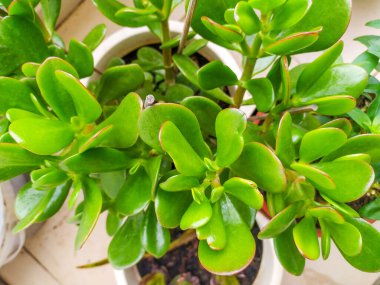 Bir yeşim bitkisinin canlı yakın çekimi, kırmızı kenarlı sulu yapraklarını sergiliyor. Bloglar, web siteleri veya ev bitkileri, doğa veya sağlıklı yaşam üzerine odaklı ev dekorasyonu projeleri için mükemmel.