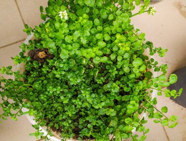 Canlı yaprakları ve narin beyaz çiçekleri olan yemyeşil saksı bitkisi. Bahar, yaz ya da bahçe temaları için mükemmel. Bloglar, web siteleri veya ev dekorasyonu projeleri için ideal.