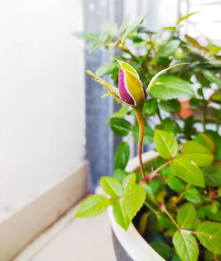 Bir gül goncasının yakınlaşması, potansiyeli, büyümeyi ve yeni başlangıçları simgeliyor. Bahçe, güzellik, doğa ve pozitif kavramlarla ilgili projeler için mükemmel..