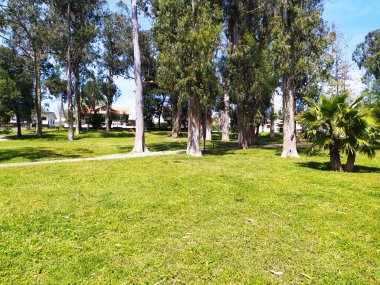 Serene Park sahnesi yemyeşil çimenler, uzun ağaçlar ve biraz palmiye ağacı sakin bir atmosfer yaratır. Barış, doğa, rahatlama ve toplum kavramları için mükemmel..