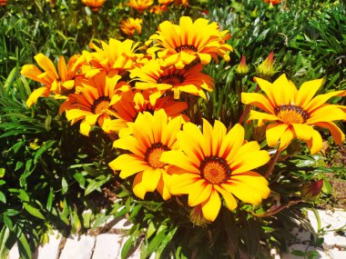 Güneş tarafından öpülen gazania çiçekleri tomurcuklanıyor. Parlak portakal yaprakları sıcaklık ve yaz neşesi yayar..