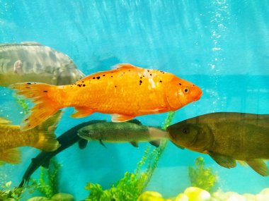 Değişik balık türlerinin berrak mavi sularda yüzdüğü canlı akvaryum sahnesi. Güzel, renkli bir balık. Doğa, sükunet ve sualtı yaşamı için ideal..