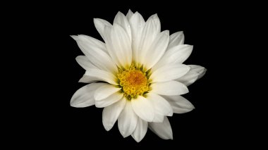 Beyaz yapraklı kasımpatı, su damlalı doğal çiçek, siyah izole edilmiş arka planda makro fotoğraf..