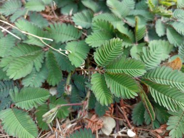 Putri Malu, bitkinin adı Latince 'de Mimosa Pudica Linn. Tropikal bölgelerde bol bol yetişen yabani bitkiler