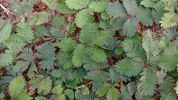 Putri Malu, bitkinin adı Latince 'de Mimosa Pudica Linn. Tropikal bölgelerde bol bol yetişen yabani bitkiler