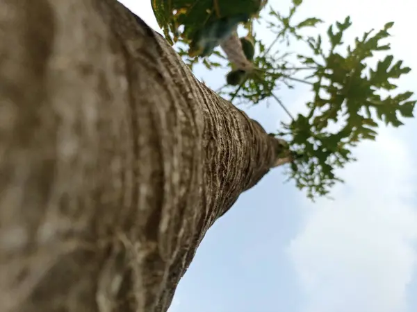 Bir papaya ağacının yüksek gövdesi aşağıdan çekilir ve arka planda gökyüzü vardır.