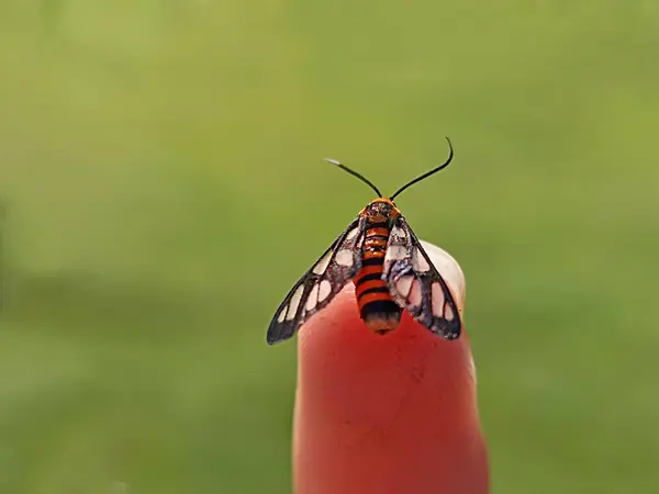 Parmaklarına konan küçük kelebekler