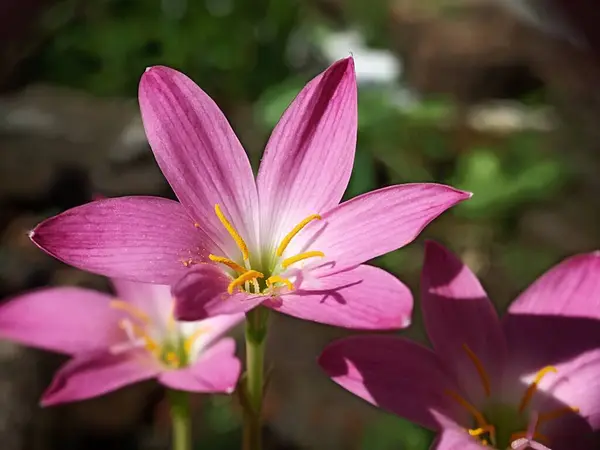 Pembe Yağmurlu Zambak çiçeği. Zephyranthes Çiçek açan bir dakika