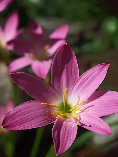 Pembe Yağmurlu Zambak çiçeği. Zephyranthes Çiçek açan bir dakika