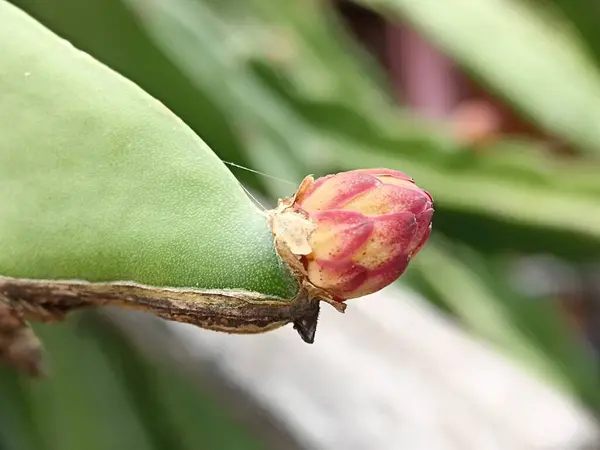 Ejderha Meyvesi Çiçeği. Latince adı Hylocereus polyrhizus olan meyve çiçeği